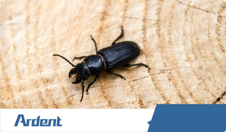 beetle-extermination-and-control-in-knoxville