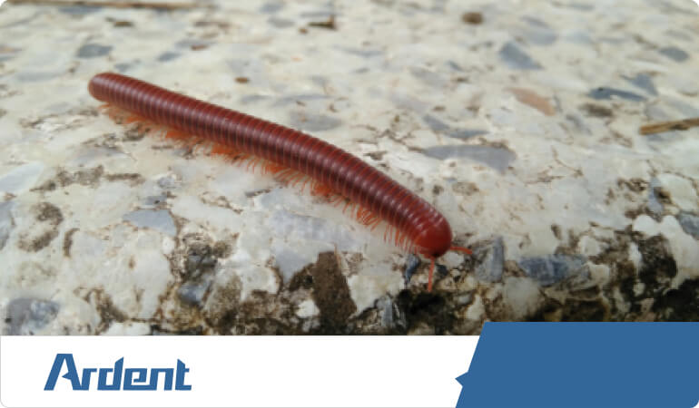 millipedes-control-in-richmond