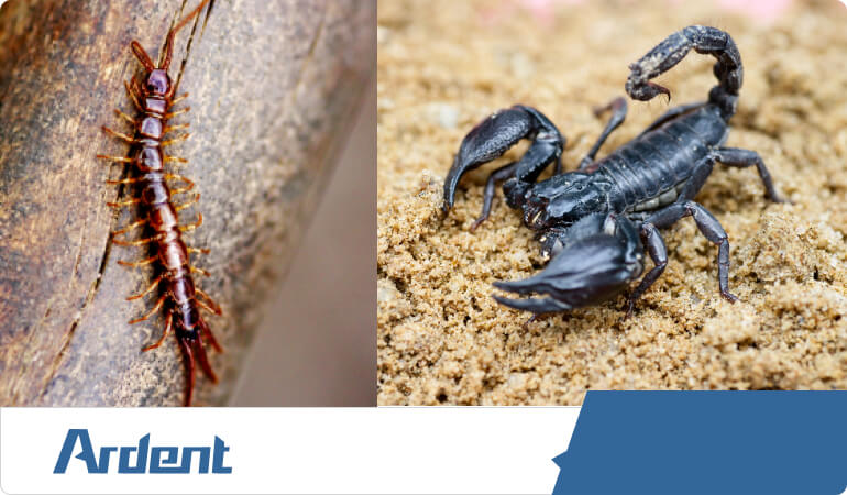 centipede-and-scorpion-control-in-oklahoma