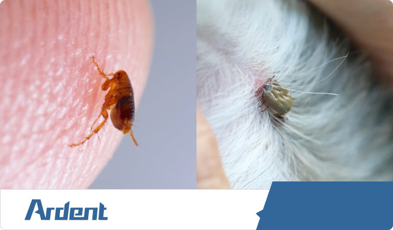 fleas-and-tick-control-in-oklahoma