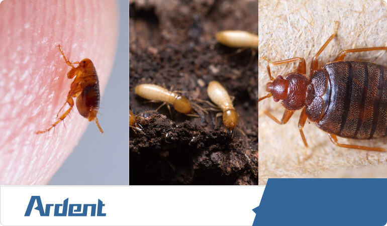 ectoparasites-fleas-termites-bed-bugs-in-tulsa
