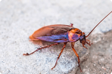 australian cockroach in nature