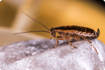 german cockroach close up