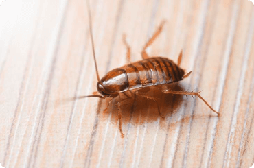 oriental cockroach on the floor