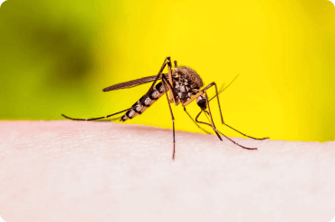 Aedes Aegypti Mosquito on an arm
