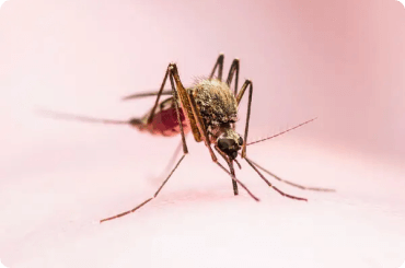 Asian Tiger Mosquito on an arm biting someone