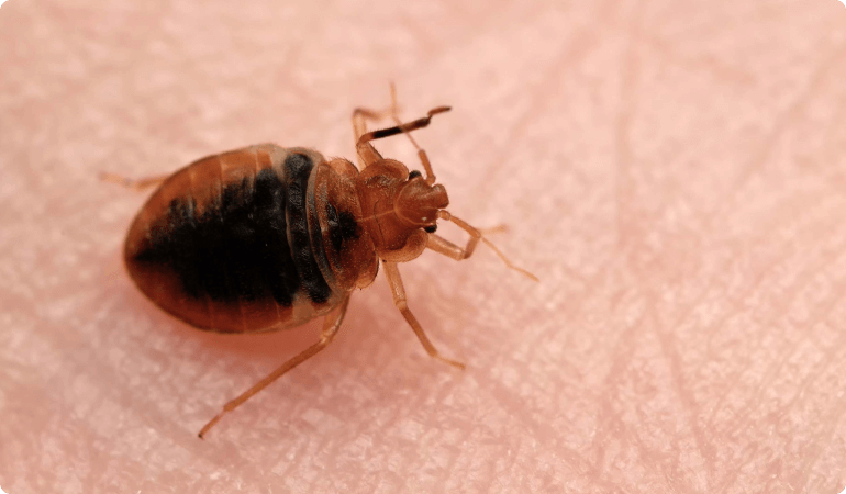 close up of bed bug on human