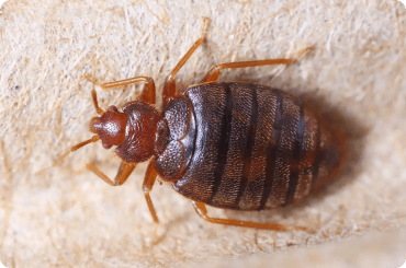 close up of bed bug