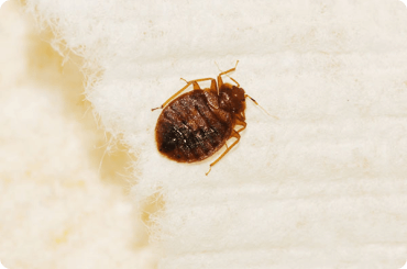 bed bug dead on its back