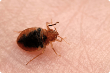 up close of bed bug on human skin