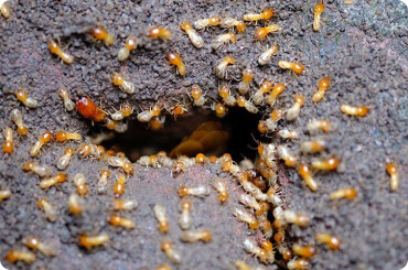 photo of termite pit