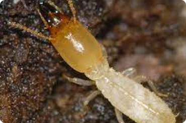 up close of a termite on wood
