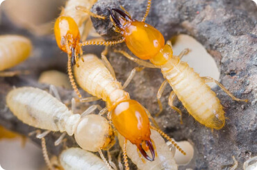 termites all over wood