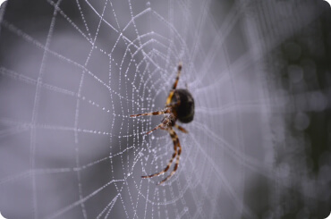 house spider in a spiders web