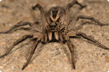 close up of a brown recluse spider