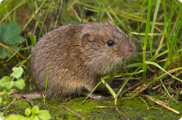 photo of a vole in the tall grass