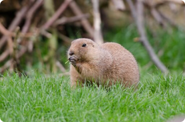 photo of a gopher in the wild posing for the camera
