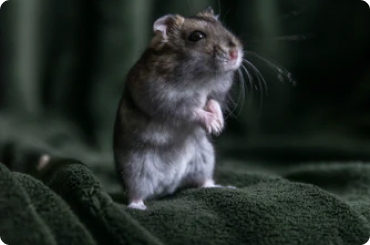 mouse is standing up on 2 legs on a leaf