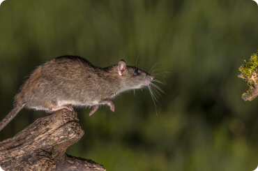 photo of a rat leaping from a branch