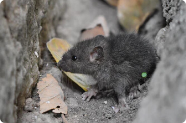 house mice feeding on scavenged food