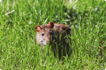 brown mice in the tall grass