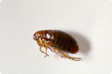 close up view of a cat flea on white background