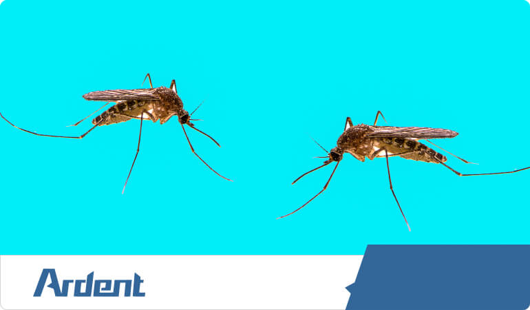 culex-mosquitoes