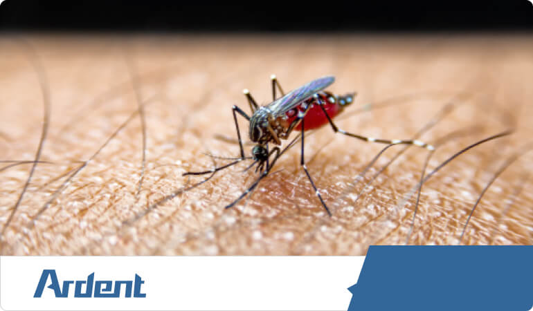 aedes-mosquitoes