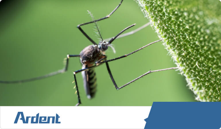 mosquito-on-plant-in-yard