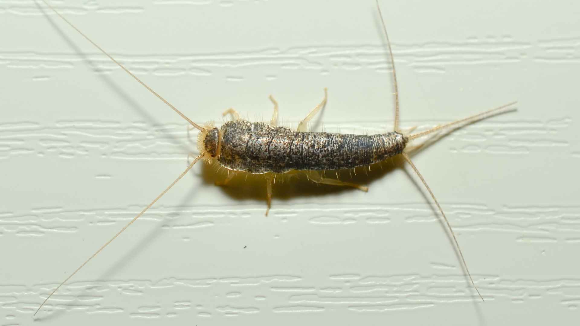 What are Silverfish? Alta Pest Control