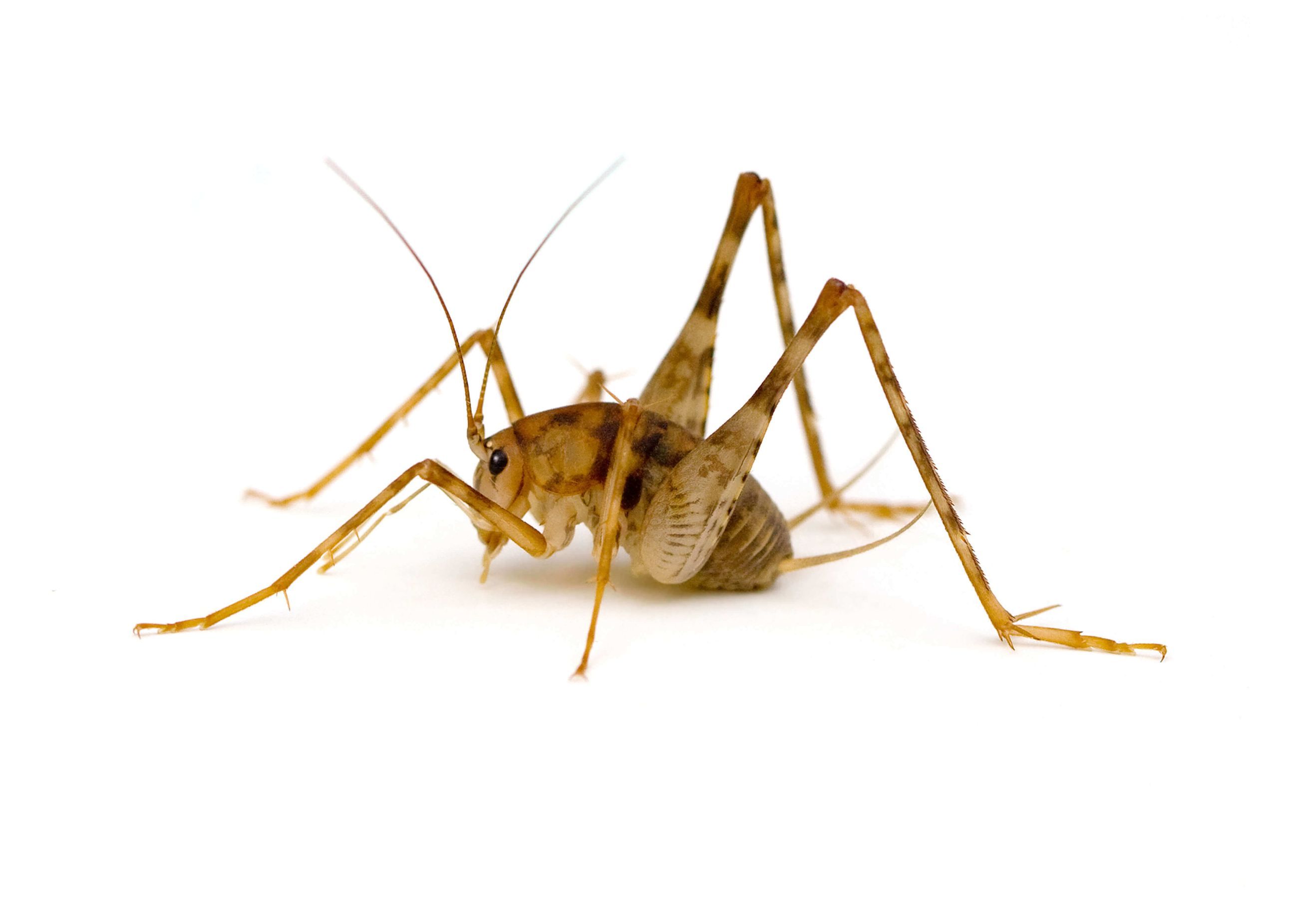 What Are Crickets? Alta Pest Control