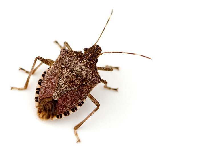 What Are Stink Bugs? Alta Pest Control