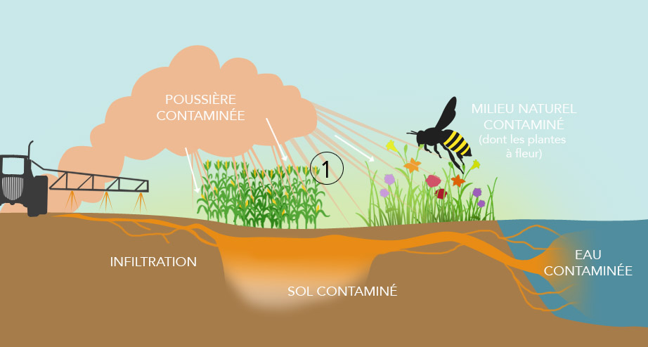 La crise des pollinisateurs - Blogue de GUEPE
