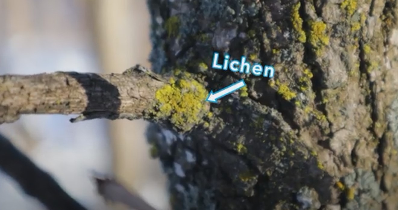 UNE NOUVELLE ESP CE DE LICHEN intelligence overview