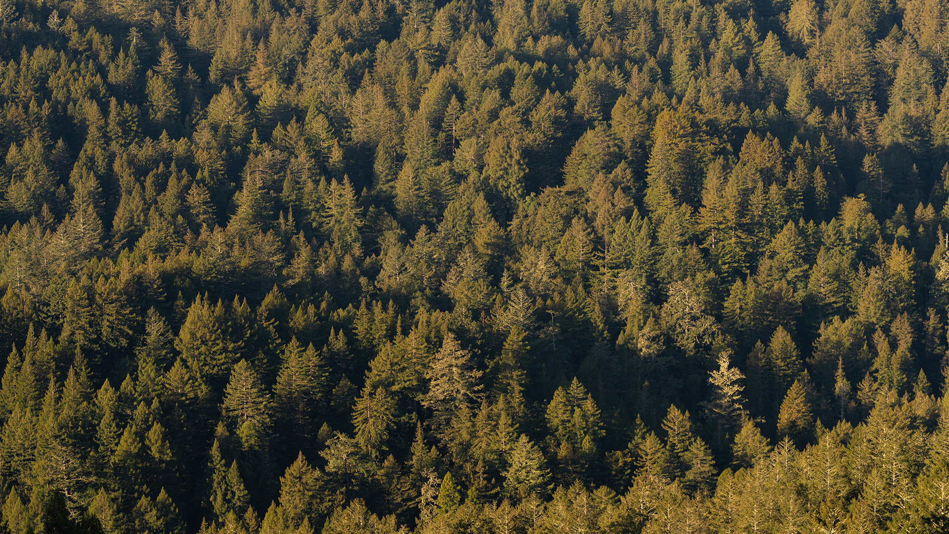 Apple expands Restore Fund with monitoring supported via Lens