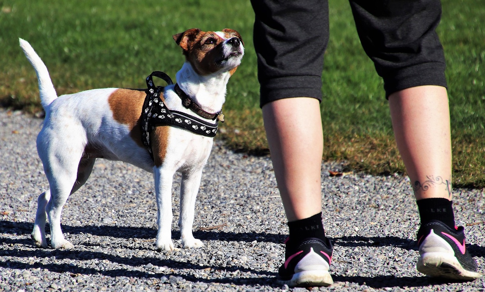 Do dog walkers need obedience training? Project BehaviourWorks