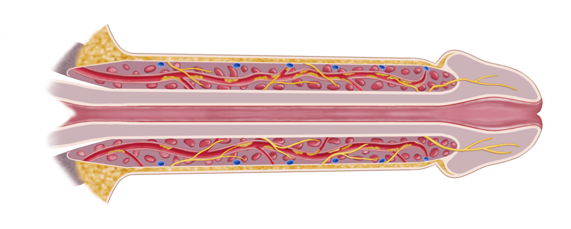 Permanently Treat Erectile Dysfunction | Neuroballistics™ by the