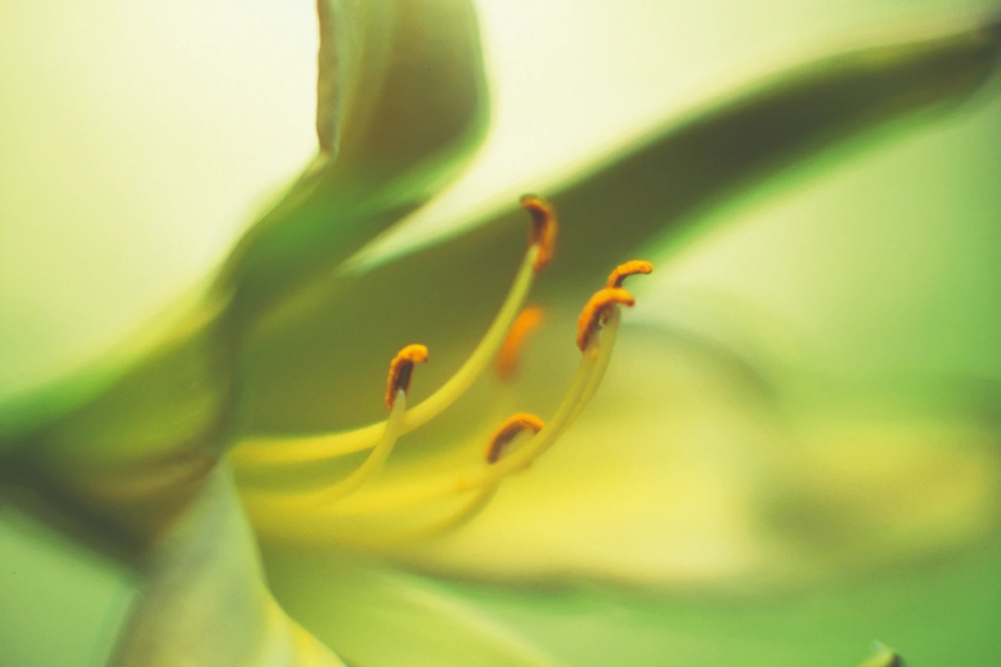 L'île de SaintBarth Sibarth Real Estate