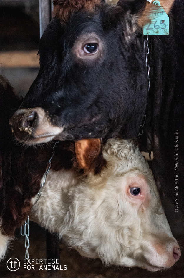 Tether Cow Guidelines For The Tethering Of Animals – WCKPZS