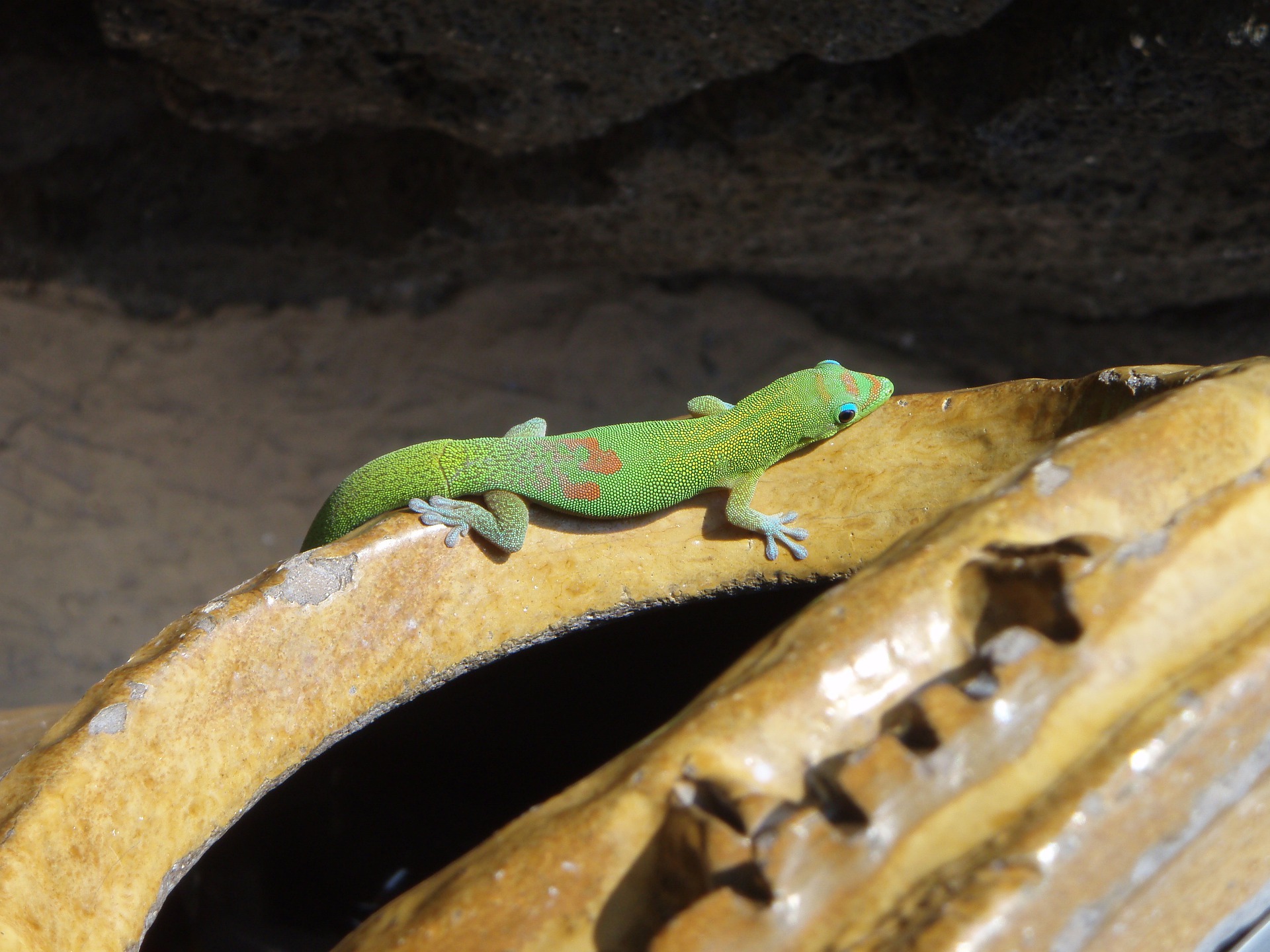 Gold Dust Day Gecko - Paphos Zoo