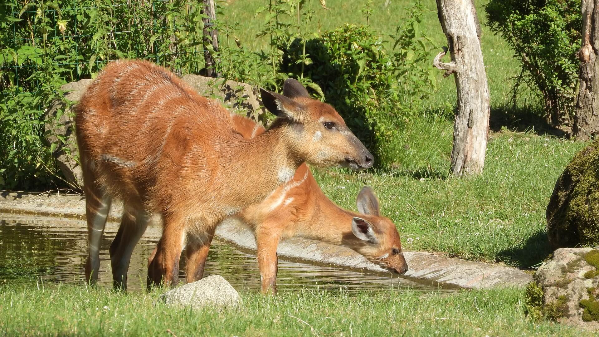 Sitatunga Paphos Zoo