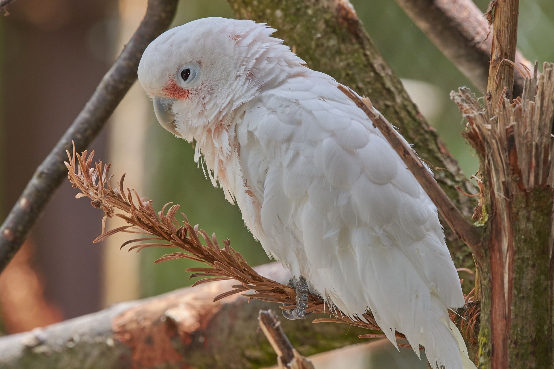 Goffin Cockatoo Paphos Zoo