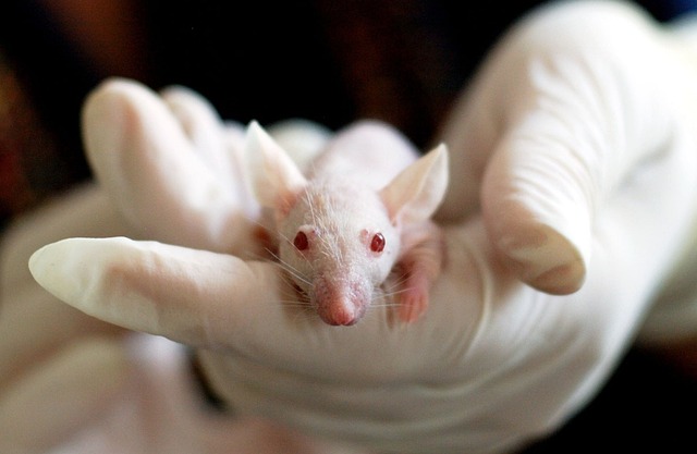 lab rat in gloved hand