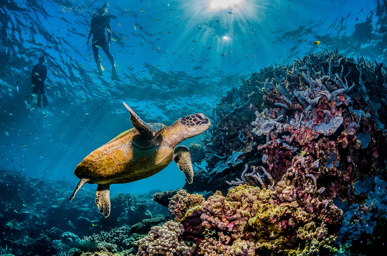 Visit The Great Barrier Reef
