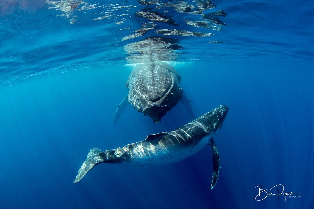 Humpback Whales in the Whitsundays