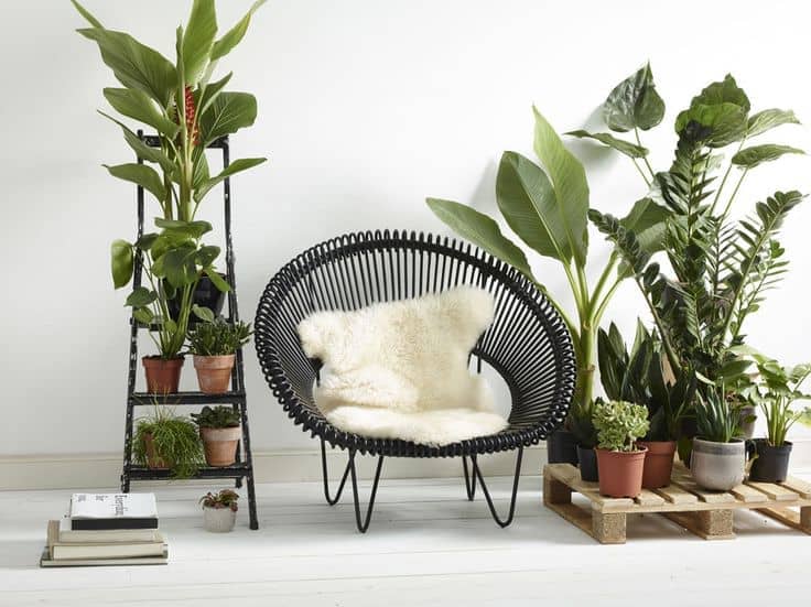 plante intérieure
