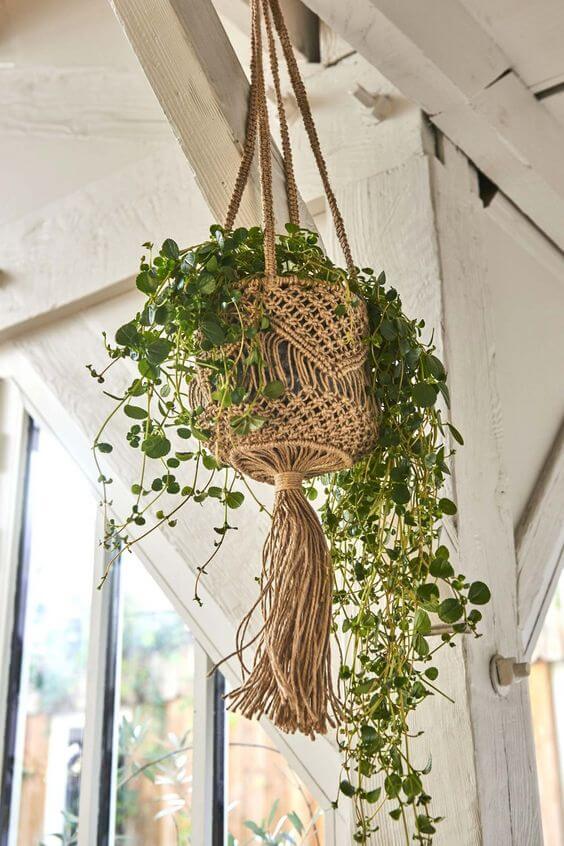 plantes suspendues