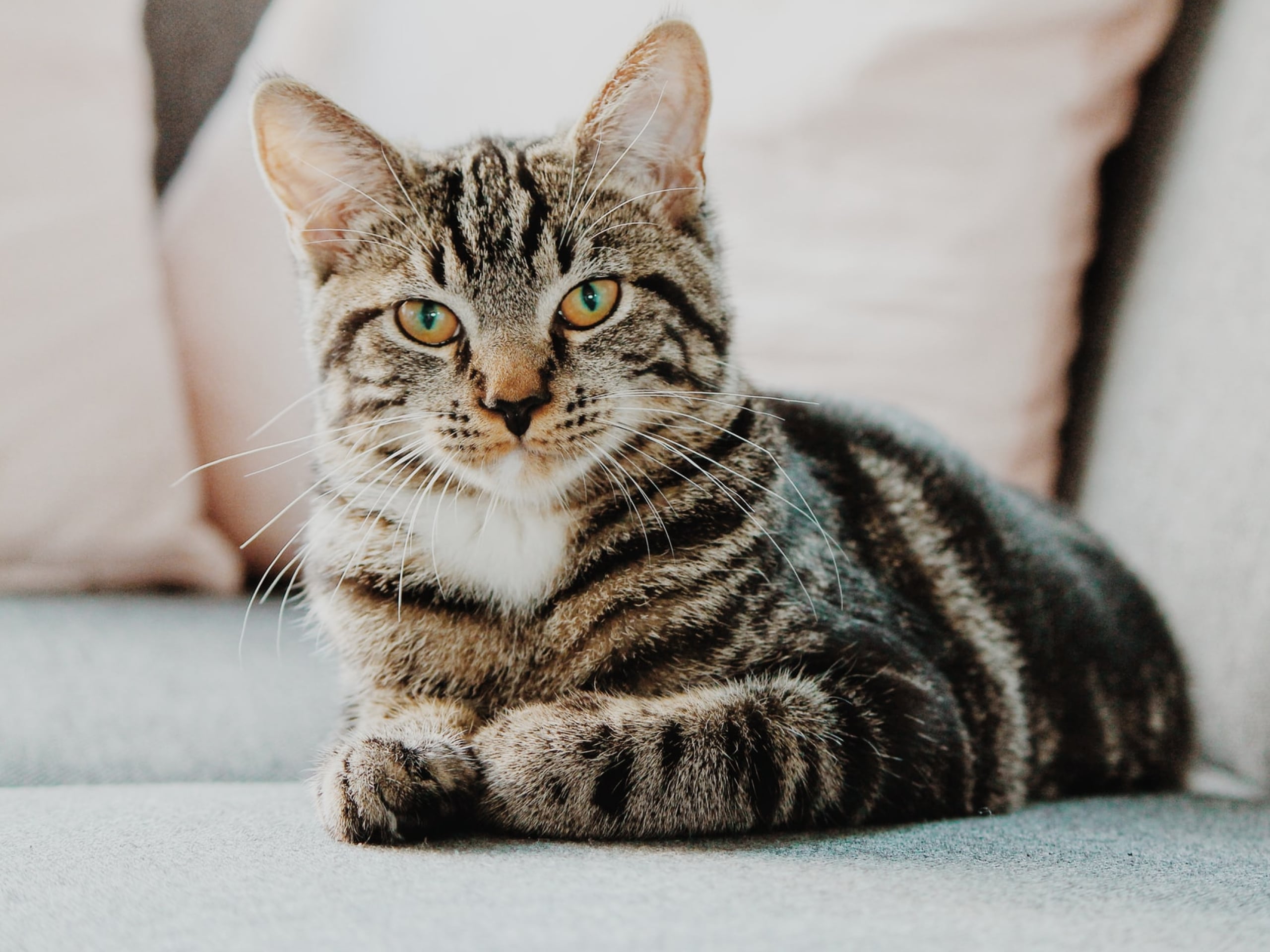 vet recommended ringworm treatment for cats