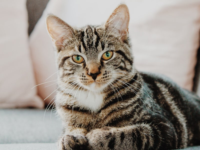 Ringworm in cats: symptoms and treatment