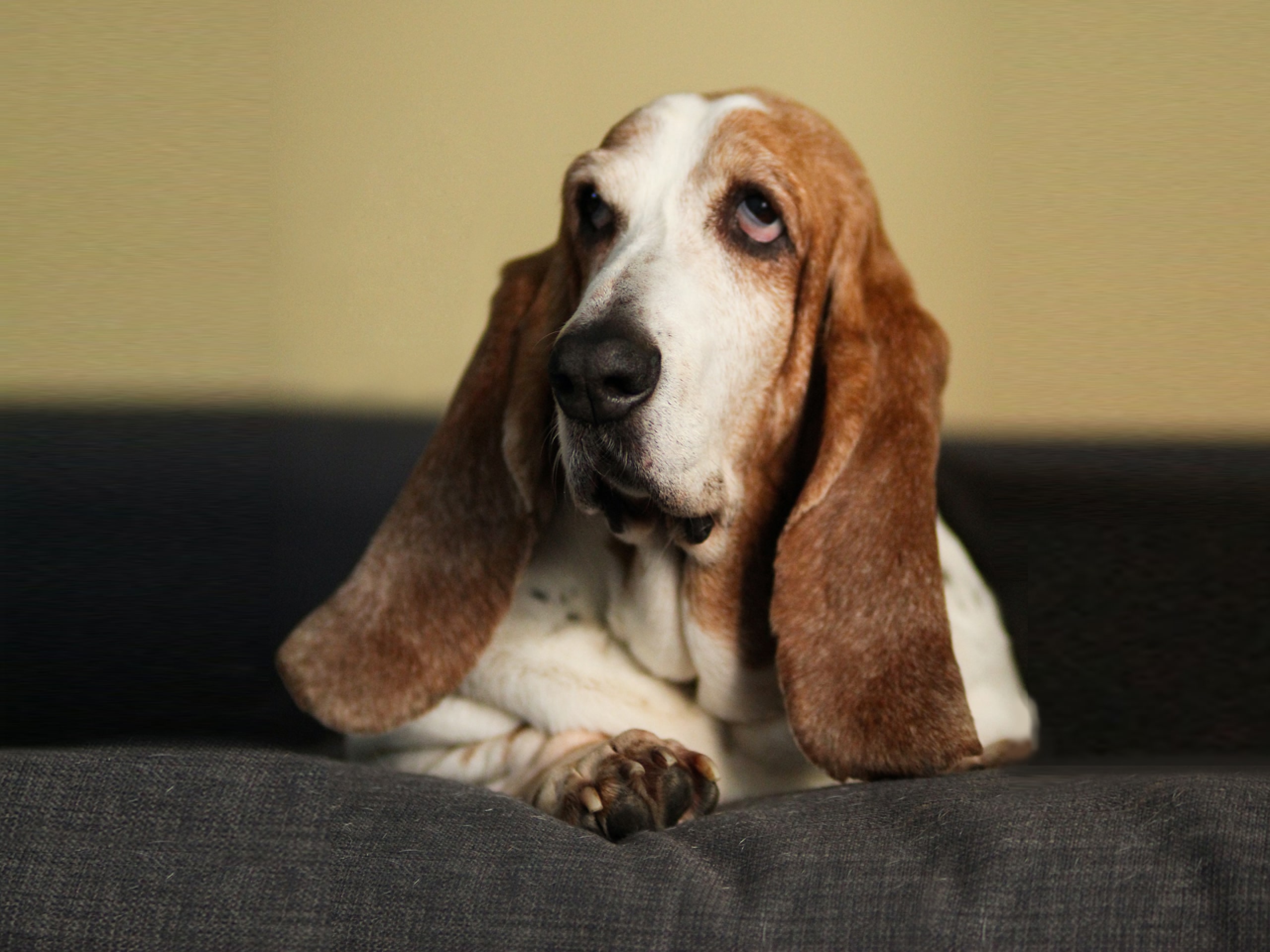 Separation Anxiety How To Get My Dog To Howl Dog Alone How To Get